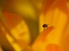 small fly on yellow flower